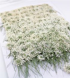 100pcsPressed white Lace flowers with StemNature Real Flower for DIY Wedding invitation art bookmark Gift CardScented candles 22183208