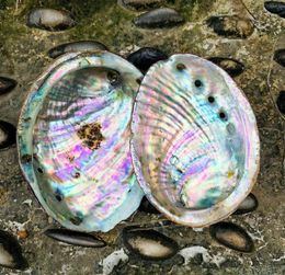 10 12cm Natural Abalone Shell Large Sea Shells Nautical Home Decor Soap Dish Diy Fish Tank Aquarium Landscape Wedding Decor H sqcH7477185
