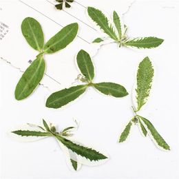 Decorative Flowers 4-7cm/100pcs Natural Pressed White Edged Leaves Eternal Preserved Plant DIY Wedding Invitations Craft Bookmark Gift Card