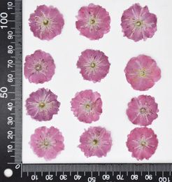 Decorative Flowers 60pcs 25-35mm Pressed Dried Flower Natural Cherry Blossoms Herbarium Epoxy Resin Jewellery Making Makeup Face Nail Art
