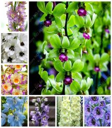 100 pcs bag Colour Dendrobium Orchid Plants Potted Blooming Flower Bonsai Flore Plant for Home Garden Pot Planting The Budding Rat1349831