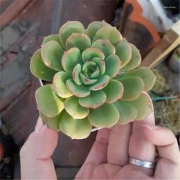 Decorative Flowers Simulated Succulent Plants Bonsai Cross Star Brocade Without Flowerpot Natural Artificial Flower White Spot Jade Dew