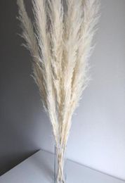 Super Pampas Grass White 7 Head Cotton Cheap Home Decoration Dried Flower Rabbits Tail Grass2425420