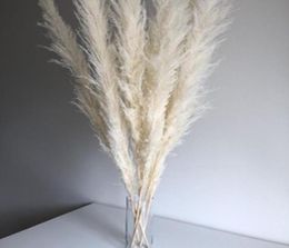 Super Pampas Grass White 7 Head Cotton Cheap Home Decoration Dried Flower Rabbits Tail Grass9660256