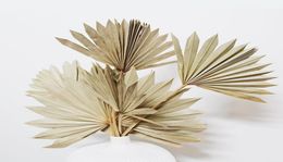 4pcs Dried Fan Leaves Boho Wedding Botanical Natural Leaf Home Decor ing Fans White Palm Spear 2103178409983