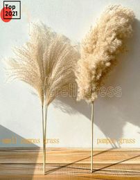 real pampas grass decor natural dried flowers plants wedding flowers dry flower bouquet fluffy lovely for holiday home decor fast 2382982