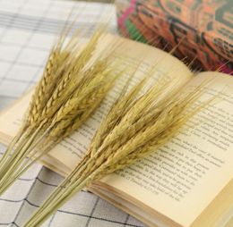 15pcsbunch Natural Wheat Flower 2018 New Real wheat Dried flowers original Ecological pography props wheat Whole8082785