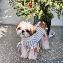 Winter Design Colorful Fringe Pet Knit Sweater High Neck Warm Dog Cape Puppy Maltese Schnauzer Dog Sweater Small Dog Clothes 240511