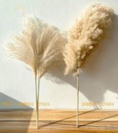 Real Pampas Grass Decor Natural Dried Flowers Plants Wedding Flowers Dry Flower Bouquet Fluffy Lovely for Holiday Home Decorations3820737