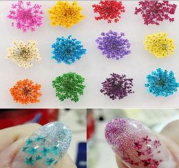 Drop 12pcsBag Dried Flower Nail Art Real Dry Flowers Nail Art Sticker 3D DIY Decorations Tips For Nail Art Different Colo6090425