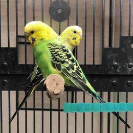 Other Bird Supplies Grinding Stick Rough Surfaced Parakeet Cage Stand Cockatiel Conure African Grey Macaw Finch Random Color