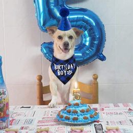 Dog Apparel 2/3/5 Blue Bandanas And Hats Stylish Practical For Any Occasion Birthday Triangular Scarfs