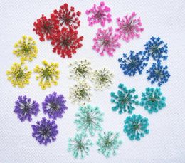 Decorative Flowers 250pcs Pressed Dried Ammi Majus Flower Plants For Nail Art Epoxy Resin Pendant Necklace Jewellery Making Craft DIY