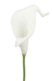 10 Head White Calla Lily Artificial Bridal Wedding Bouquet Head Latex Real Touch Artificial Flower Wedding Decoration8608154