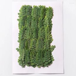 Decorative Flowers 120pcs Pressed Dried Adiantum Flabellulatum L Leaf Herbarium For Epoxy Resin Jewellery Making Bookmark Face Makeup Nail Art