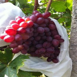 Storage Bags 50Pcs/Set Useful Fruit Protection Bag Nylon Vegetable Grapes Corrosion-resistant Agricultural Garden