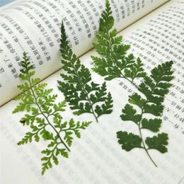 Decorative Flowers 60pcs Pressed Dried Pteris Cretica L. Leaves Plant Herbarium For Jewellery Postcard Invitation Card Phone Case Bookmark DIY