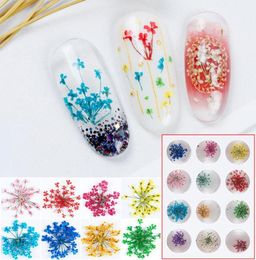 100pcs 1520mm Pressed Dried Ammi Majus Flower Dry Plants For Nail art Epoxy Resin Pendant Necklace Jewellery Making Craft DIY Acces3834984