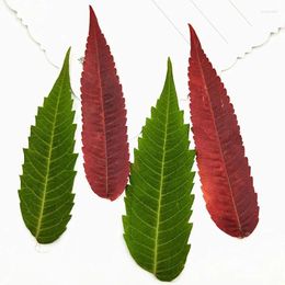 Decorative Flowers 60pcs Dried Pressed Green/Red Rhus Typhina Leaf Leaves Plant Herbarium For Jewellery Po Frame Bookmark Phone Case DIY