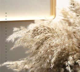 Stems Raw Colour Plume Wedding Decor Flower Bunch Small Pampas Grass Home Reed Natural Plant Ornaments Bouquet Dried Artificial Flo1126632