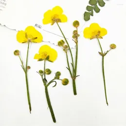 Decorative Flowers 60pcs Pressed Dried Ranunculus Japonicus Thunb With Stalk Plants Herbarium For Jewellery Phone Case Bookmark Frame Making