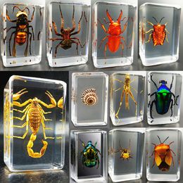 New Real Insect Specimens Transparent Resin Spider Autumn Armor Golden Turtle Scorpion Butterfly Science Popularization