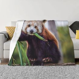 Blankets Red Panda Cute Animal Blanket Flannel Eat Cosy Soft FLeece Bedspread