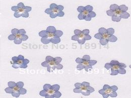 Real Forget Me Not Pressed Flower DIY Decor Accessory Home Decoration ORNAMENT Material 120PcsLot Vacuum Packing7727644