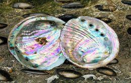 10 12cm Natural Abalone Shell Large Sea Shells Nautical Home Decor Soap Dish Diy Fish Tank Aquarium Landscape Wedding Decor H jllP7526952