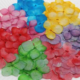Decorative Flowers 12PCS/24PCS Real Natural Dried Pressed Hydrangeas Petals Small Hydrangea Dry Roses For DIY Craft Resin Jewellery Candles