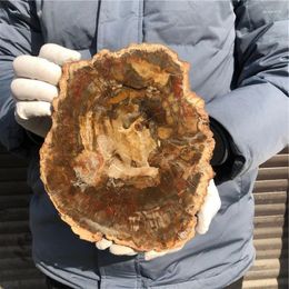 Decorative Figurines 1.2kg Natural Petrified Wood Specimen Semi-precious Stone Slices Crystals Healing Stones For Home Decor