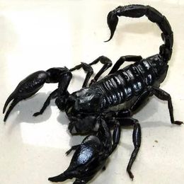 Decorative Figurines Black Scorpion Specimens Science Education Cognitive DIY Punk Mechanical Insects Home Decor Statues For Decoration