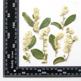Decorative Flowers Pressed Dried Symplocos Paniculata Flower Herbarium For Jewelry Postcard Bookmark Frame Phone Case Face Makeup Lamp Card