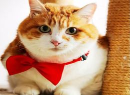 Whole Pet Dog Cat Necklace Adjustable Strap for Cat Collar Dogs Accessories Pet Dog Bow Tie Puppy Bow Ties Dog Pet Supplies9606881