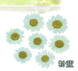 120pcs Pressed Press Dried Daisy Dry Flower Plants For Epoxy Resin Pendant Necklace Jewelry Making Craft DIY Accessories 2103176294320