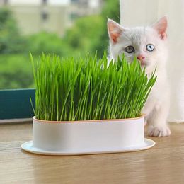 Planters Pots New Pet Cat Sprouting Plate Growth Pot Hydroponic Plant Catgrass Sprouting Digestion Start Plate Greenhouse Growth Box Flower PotQ240517