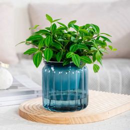 Planters Pots Juicy hydroponic plant pots self watering pots indoor mini plant pots countertop flower pots and home garden bonsai decorationsQ240517