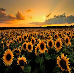 A Sea of s in a Field (Flower Farm) Art Silk Print Poster 24x36inch(60x90cm) 0168330079