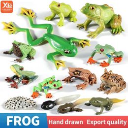 Novelty Games Wild Animals Bullfrog Model Solid Simulation Tadpole Hatch Frog Growth Cycle Action Figures Collection Kids Education Gift Toy Y240521