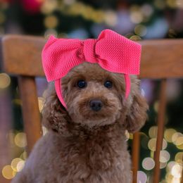 Dog Apparel Headband Pet Clothing Party Supplies Bow Headbands Tie Stuff For Cat Puppy Polyester Costume Festival Pets Clothes Petzzz