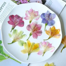 Decorative Flowers 6-7cm/2pcs Pressed Narcissus Lily Branches Alstroemeria Embossed Flower DIY Plant Po Frame Bookmark Party Gift Card