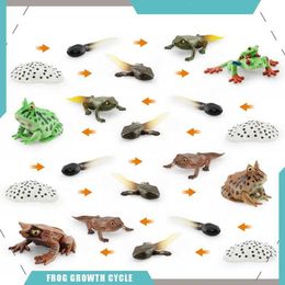 Novelty Games Simulation Life Cycle of Frog Animal Growth Cycle Models Crayfish Action Figures Collection Science Educational Toys Kid Gifts Y240521
