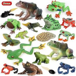 Novelty Games Oenux Wild Animals Bullfrog Model Simulation Tadpole Hatch Frog Growth Cycle Action Figures PVC Cute Educational Toys Kids Gift Y240521