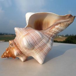 Natural Winding Shells Trapezium Horse Conch Decor Fish Tank Aquarium Wedding Decoration Micro-landscape Specimens Crafts Beach 240521