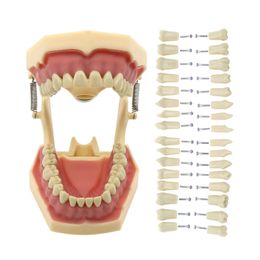 Frasaco AG3 Type Fit Dental Typodont Standard Model M8014-2 With 32Pcs Screw-in Teeth Practice Filling Restoration Demo M8022-2 240520