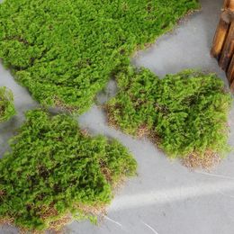 Decorative Flowers Simulation Moss Skin Artificial Grass Block Turf Mat Wall Green Plants DIY Home Lawn Mini Garden Micro Landscape Decor