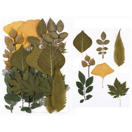 Real Dried Pressed Leaves Herbarium Leaves Petals Mixed Daisies Leave Clover Leaf Natural Dry Leaf Craft DIY Jewellery Accessories