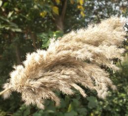 20 Pcs Natural Dried Pampas Grass Phragmites Communis Reed Plants Wedding Flower Bunch Home Decor Diy Dried Flowers Pampas Grass2204966