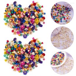 Decorative Flowers 100/200pcs Real Dried Dry Daisy Plants Head For Art DIY Craft Epoxy Resin Necklace Jewellery Making Home Decor