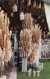 81020pcs Natural Dried Flower Reed Pampas Grass Home Decor Wedding Decorations Farm Background7474908